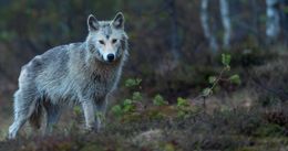 TANAP sa na Facebooku pustil do vlkov, čo v lese zožrali diviaka
