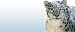 V piatok vyšiel Snow Leopard