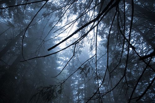 Glosa k novele zákona o lese – ste v ňom radi? Tak naň láskavo zabudnite